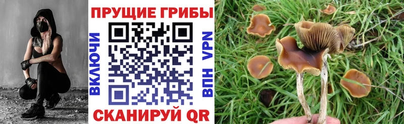 Купить закладки  Медвежьегорск  Псилоцибиновые грибы GOLDEN TEACHER 