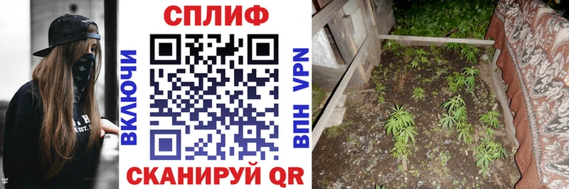 Конопля сатива  Купить закладки  Медвежьегорск 